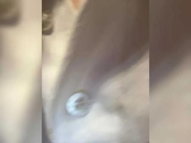 Annabelle11 on BongaCams 