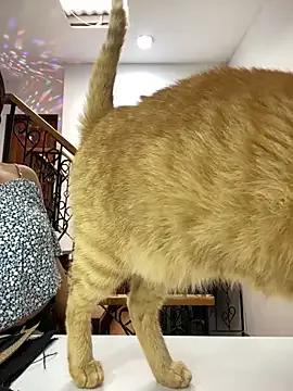 EmilyHarperr on StripChat